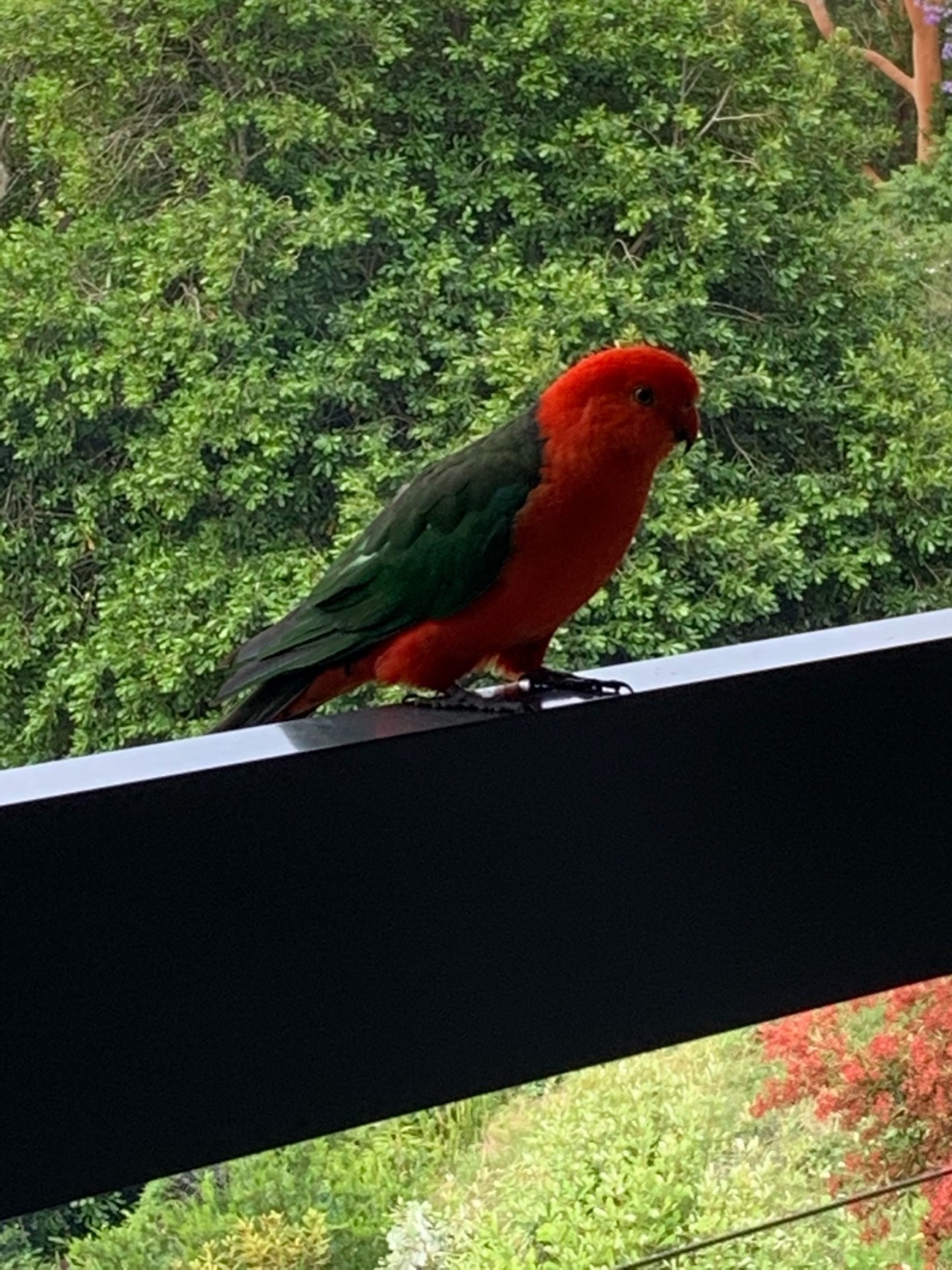 Other bird in Big City Birds App spotted by Janine Martin on 11.12.2020