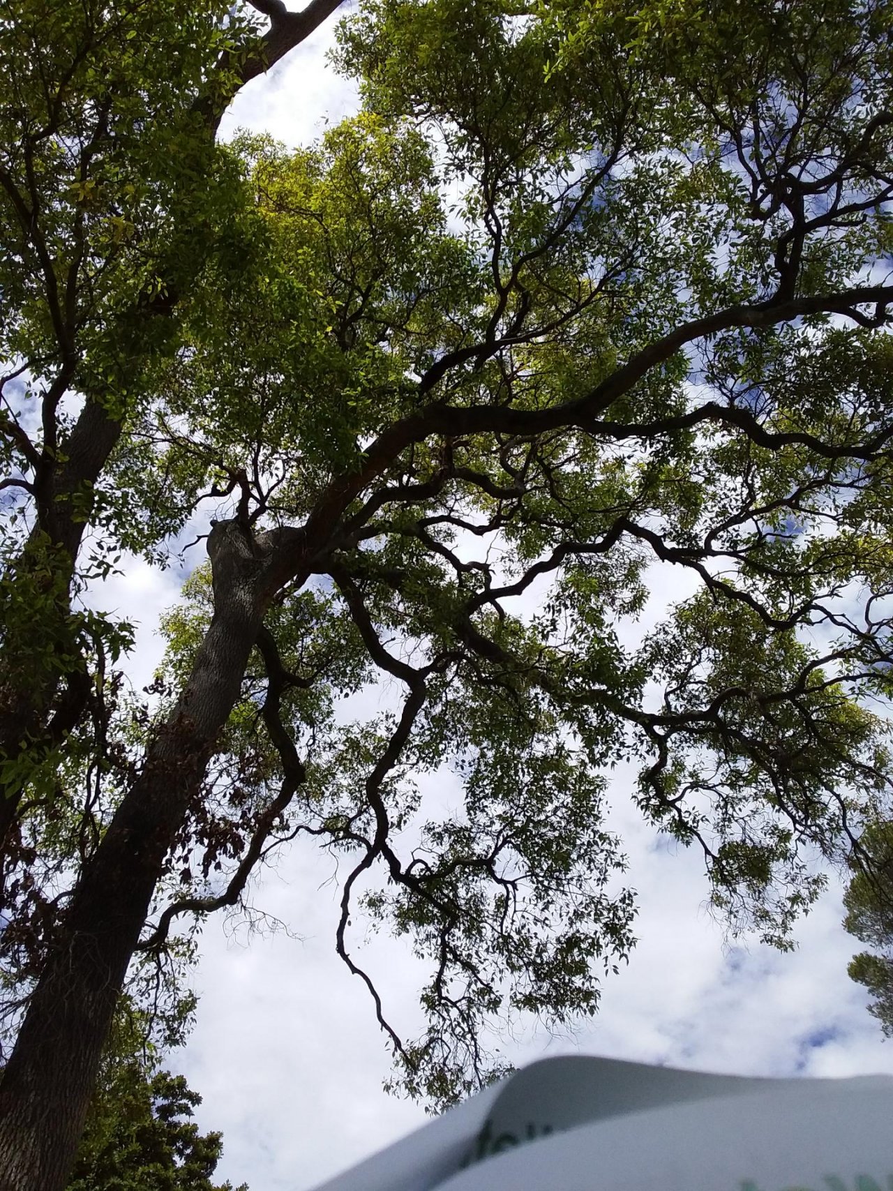 Marri in ClimateWatch App spotted by Glenn Pegrum on 08.03.2021