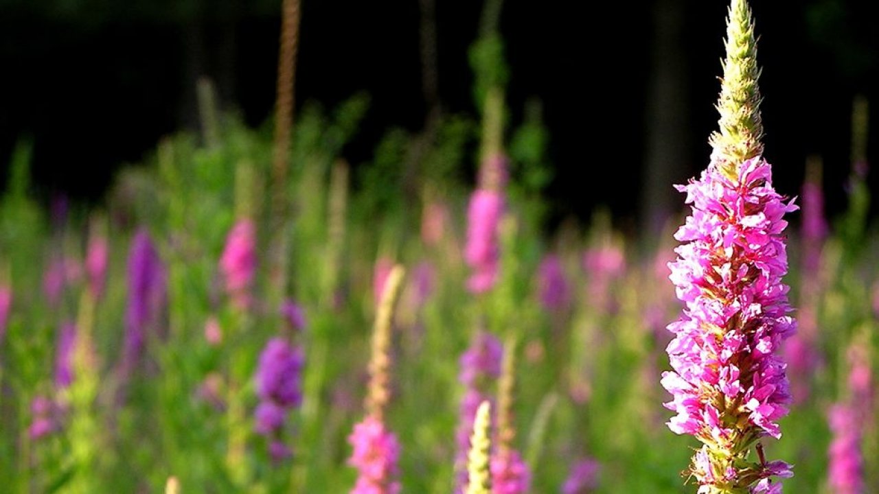 Loostrife roxo