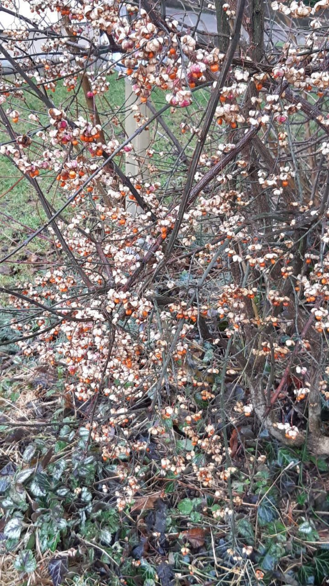 Pfaffenhütchen / Gewöhnlicher Spindelstrauch in Naturkalender App spotted by Julihele on 25.12.2020