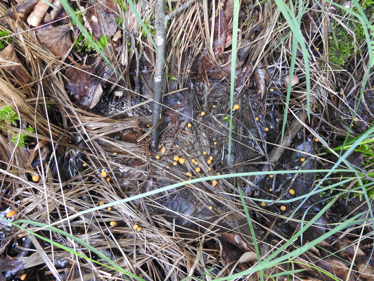 Andere Art in Pilzfinder App spotted by Bernd Tobler on 11.06.2020