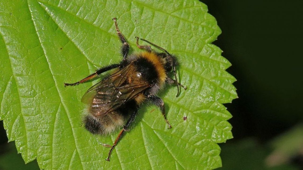 Abelha de jardim pequena