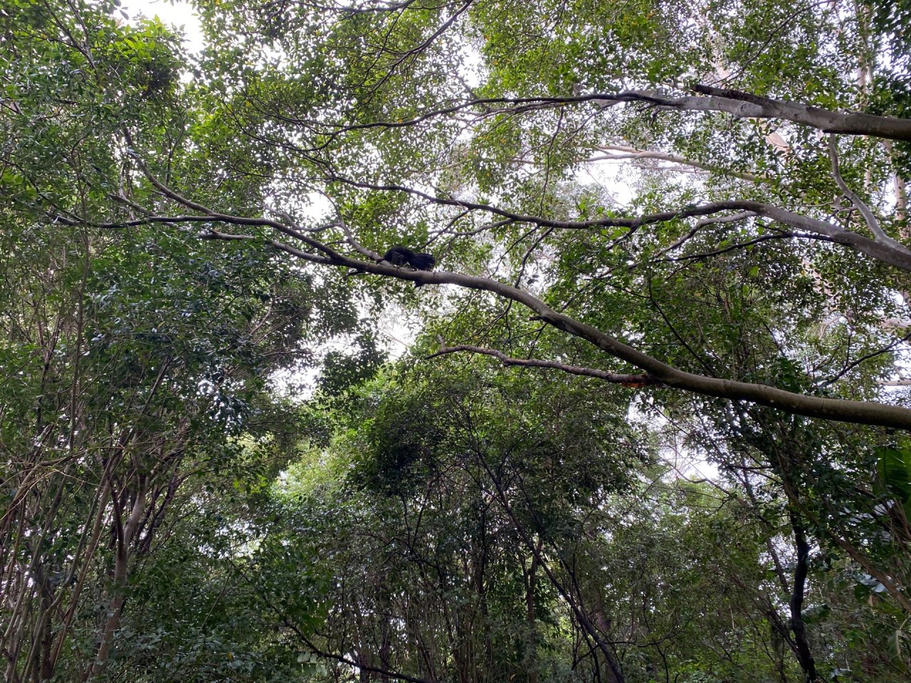 Brush-turkey in Big City Birds App spotted by Dieter Hochuli on 03.02.2021