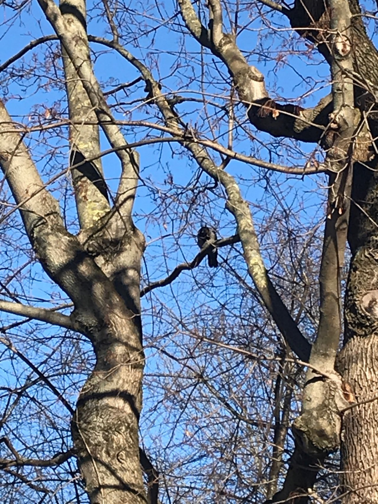 Hybrid (Carrion / Hooded) in KraMobil App spotted by TheMedicineMan on 14.02.2021