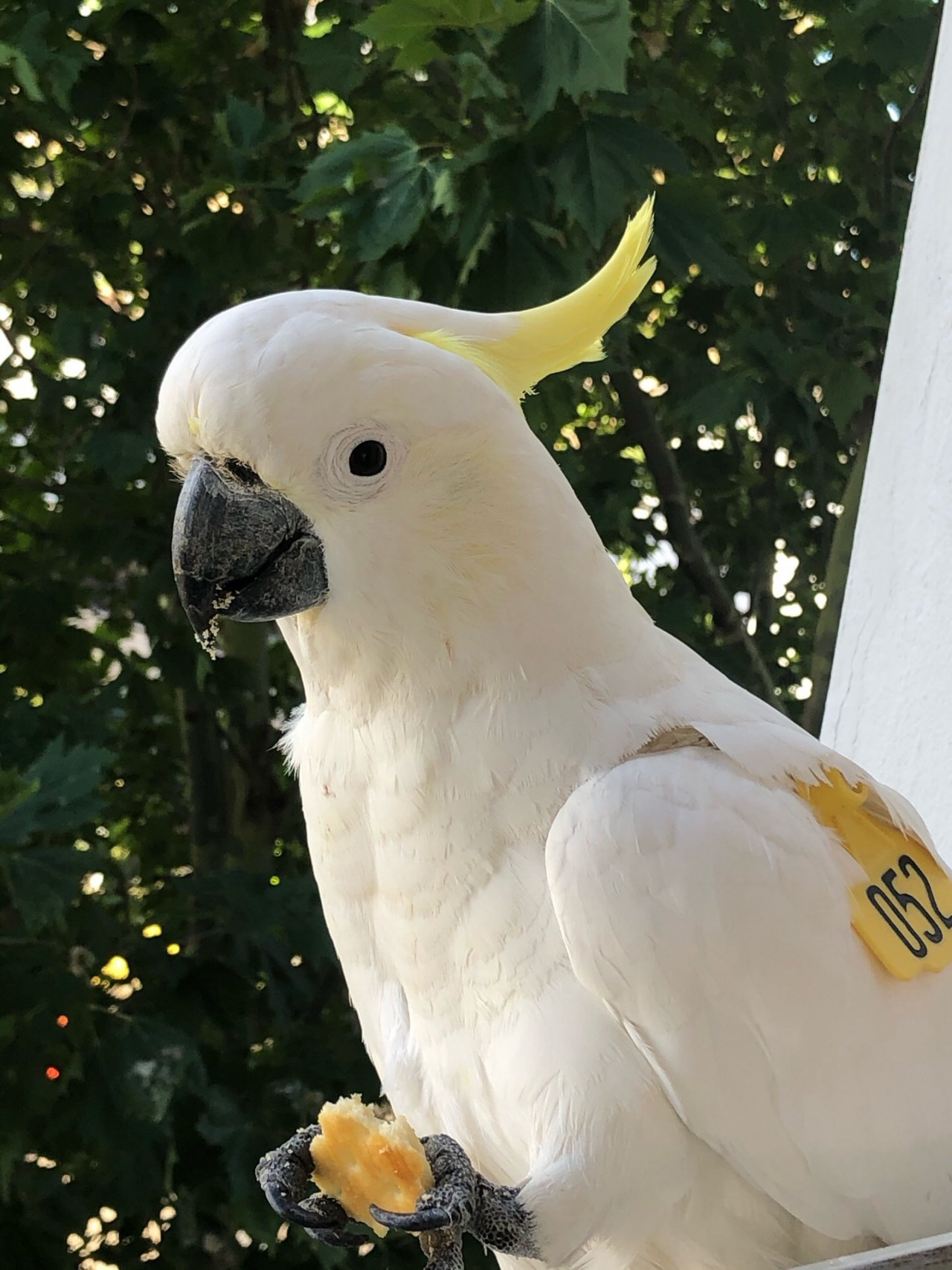 Sulphur-crested Cockatoo in Big City Birds App spotted by Lexie on 13.12.2020