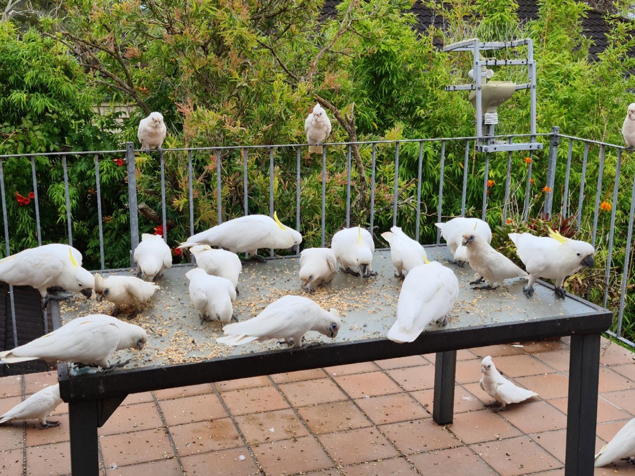 Little Corella in Big City Birds App spotted by Epworth2101 on 14.12.2020