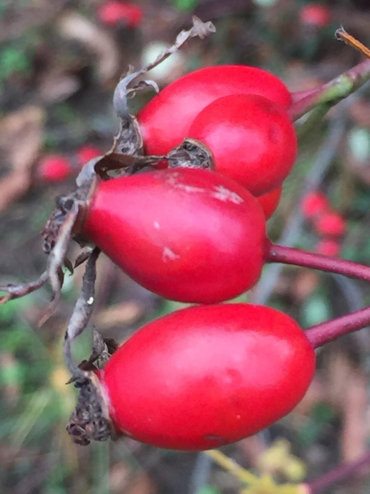 Eine andere Strauchart in Naturkalender App spotted by Christa Wiener on 13.12.2020