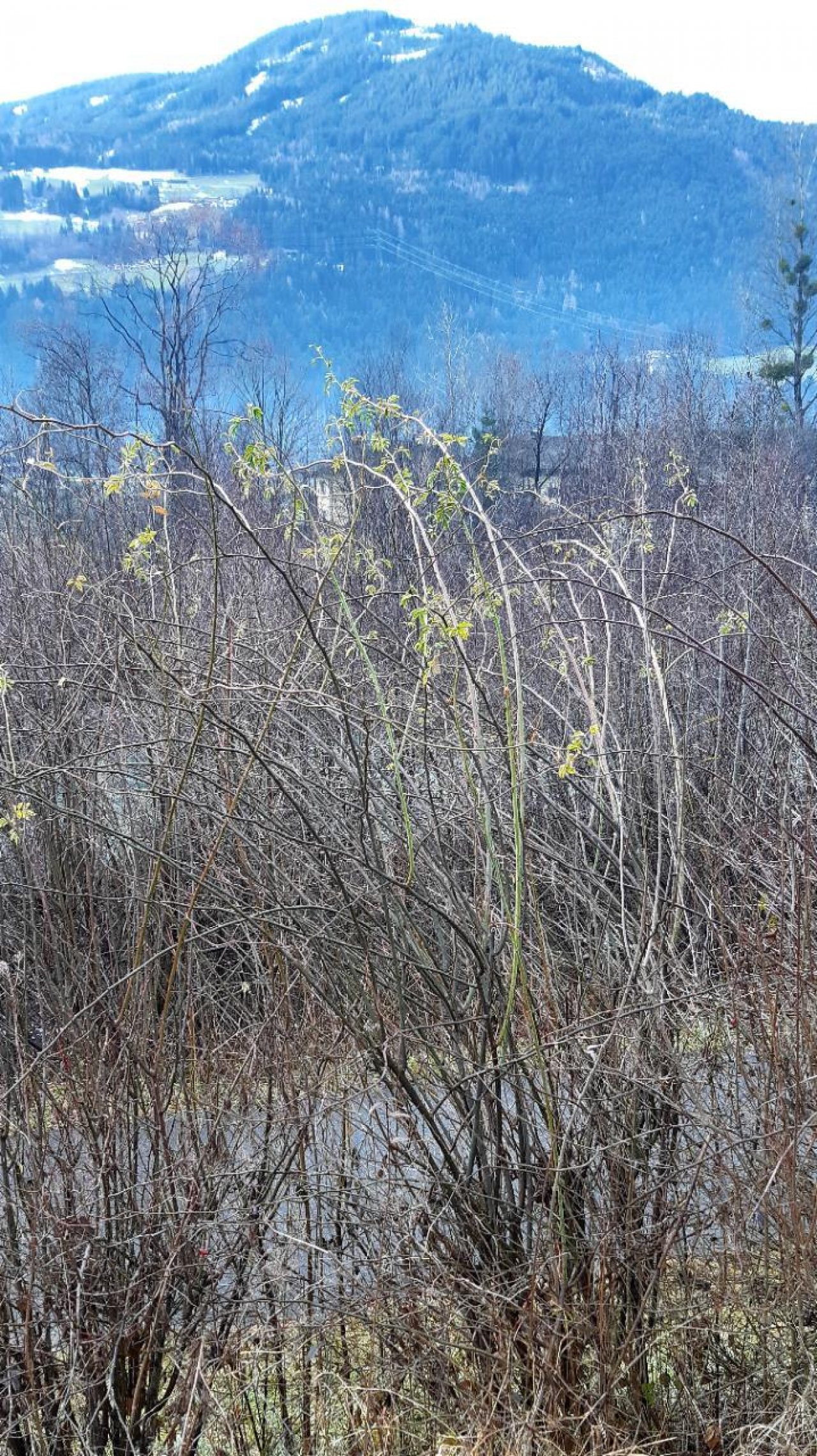 Hunds-Rose / Hecken-Rose in Naturkalender App spotted by Steinbock on 22.12.2020