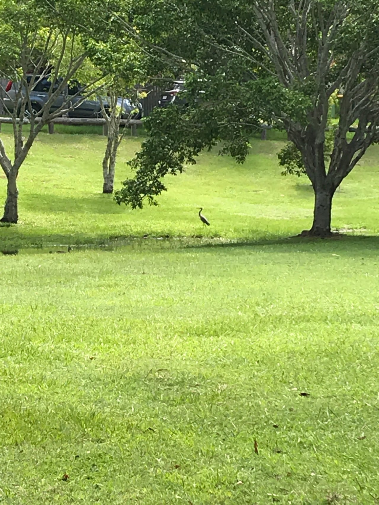 Other bird in Big City Birds App spotted by ShonaB on 31.01.2021