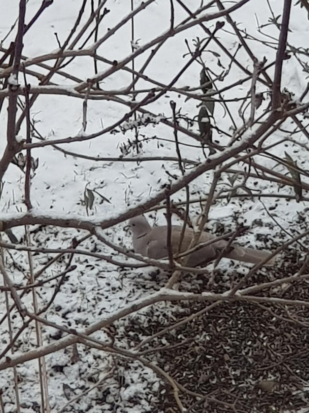 Eine andere Art in Naturkalender Oberösterreich App spotted by Edlelinde on 04.01.2021