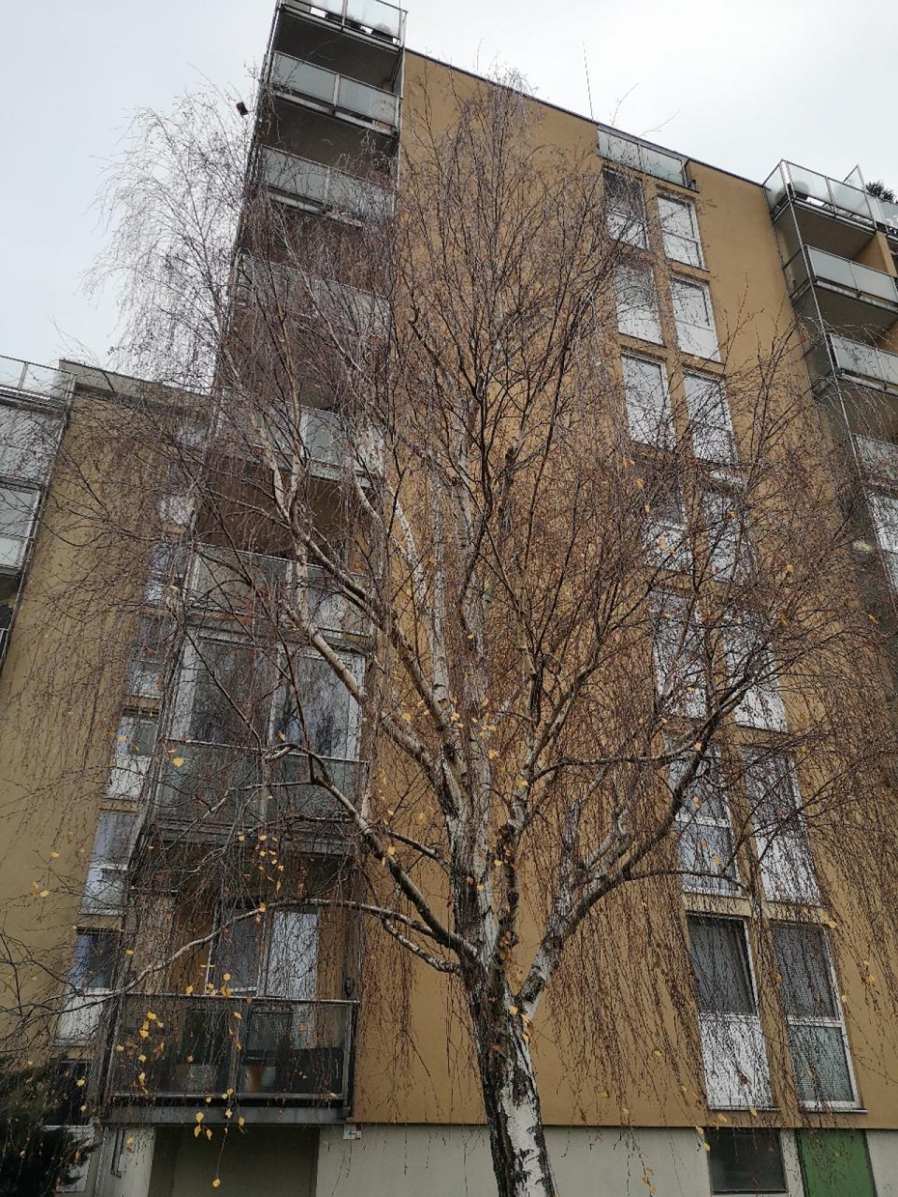 Hänge-Birke in Naturkalender App spotted by Karluise on 13.12.2020