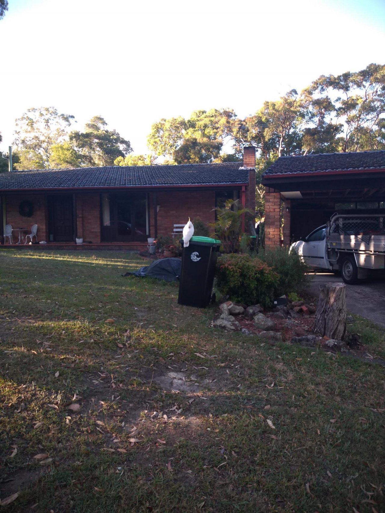 Sulphur-crested Cockatoo in Big City Birds App spotted by LumixLoon on 13.12.2020