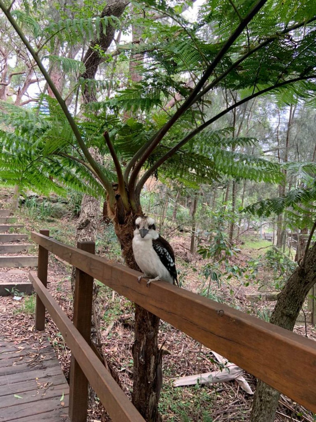 Other bird in Big City Birds App spotted by Elise974 on 08.11.2020