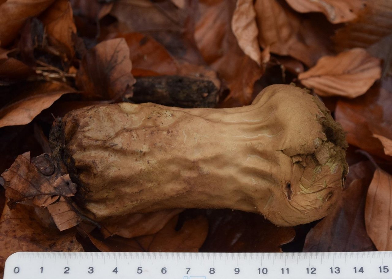 Flaschenstäubling in Pilzfinder App spotted by Markus Sabor on 12.12.2020