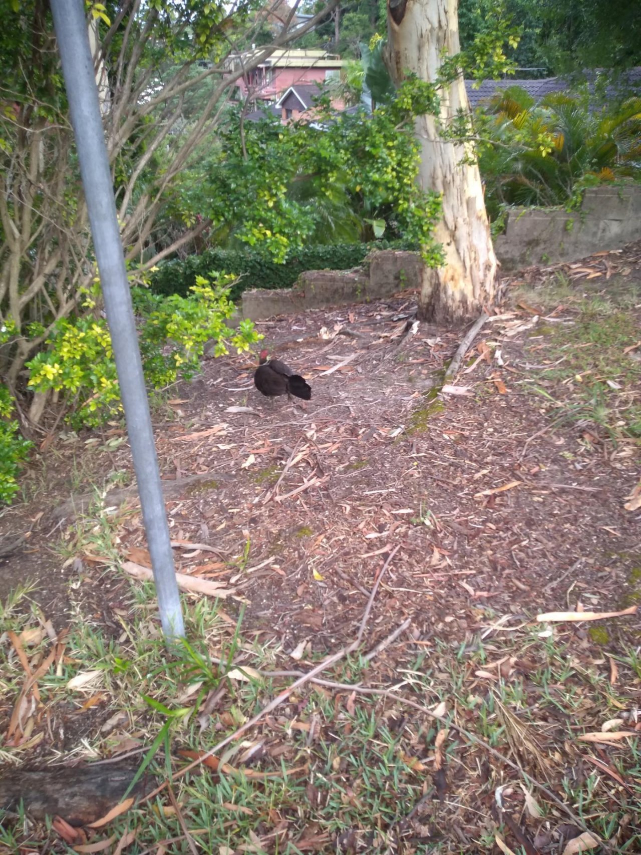 Brush-turkey in Big City Birds App spotted by LumixLoon on 12.12.2020
