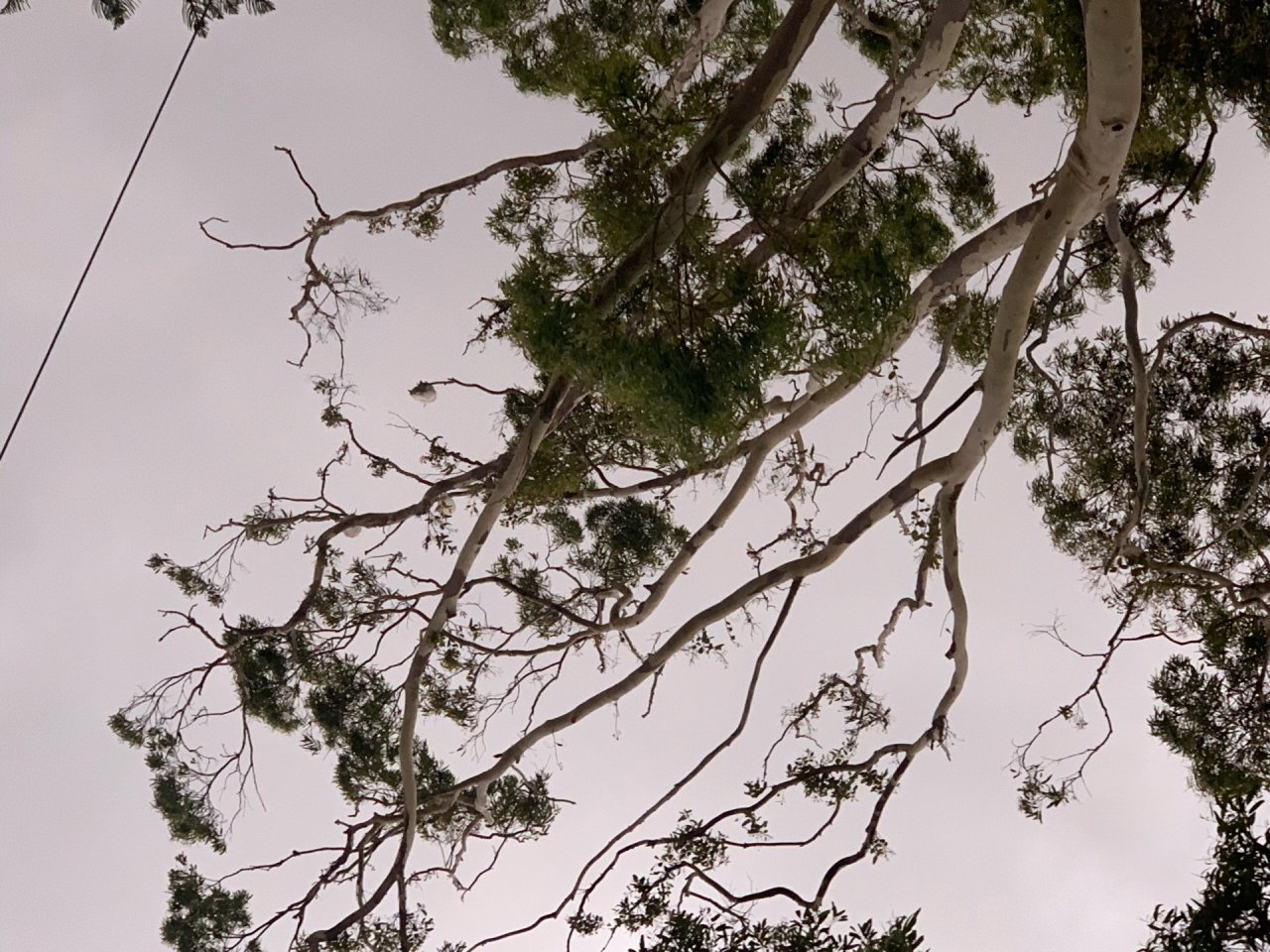 Roost in Big City Birds App spotted by John Martin on 14.12.2020