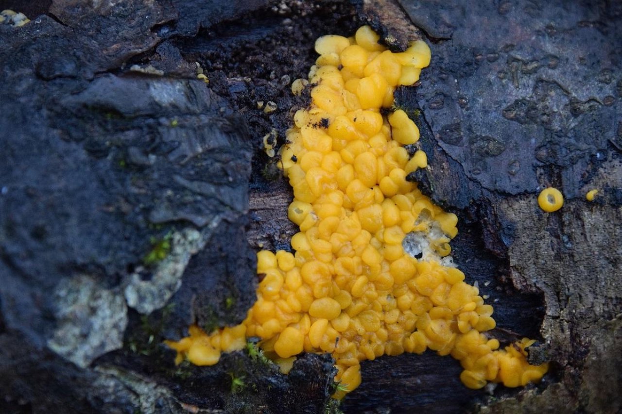 Zitronengelbes Holzbecherchen in Pilzfinder App spotted by Markus Sabor on 12.12.2020