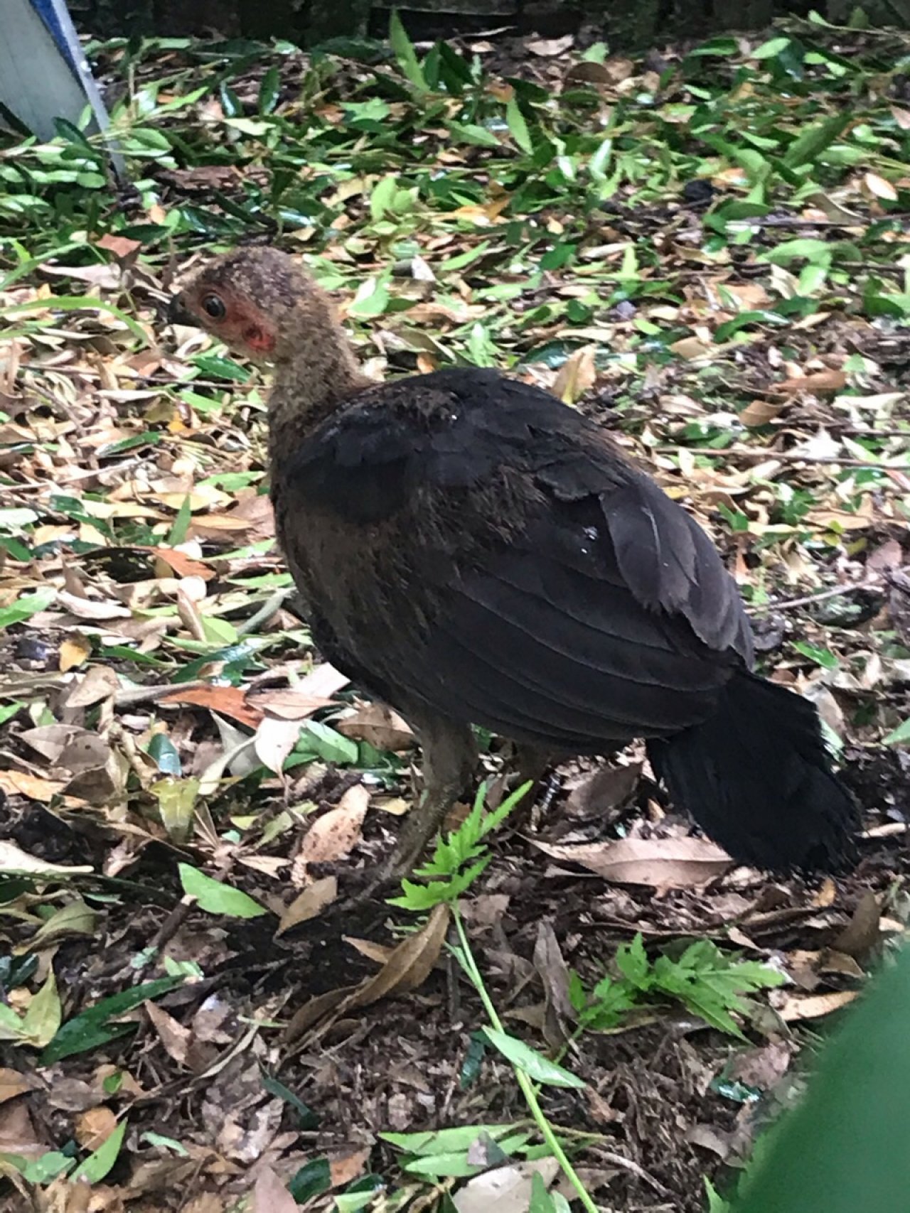 birds in BrushTurkeys App spotted by ShaunS on 06.02.2021