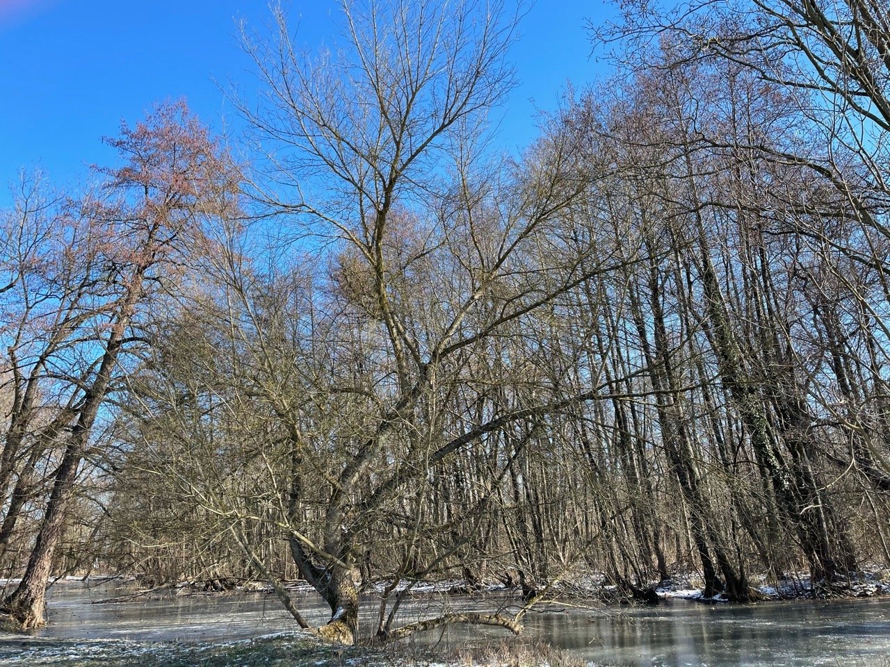 Eis auf Bächen und Teichen in Naturkalender App spotted by Franz on 15.02.2021