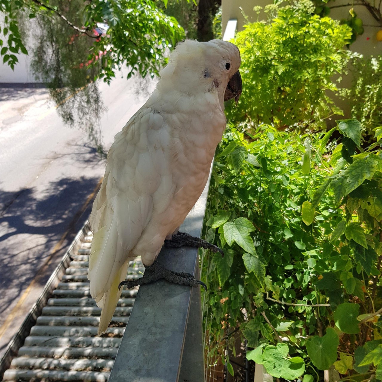 Sulphur-crested Cockatoo in Big City Birds App spotted by Patricia on 11.12.2020