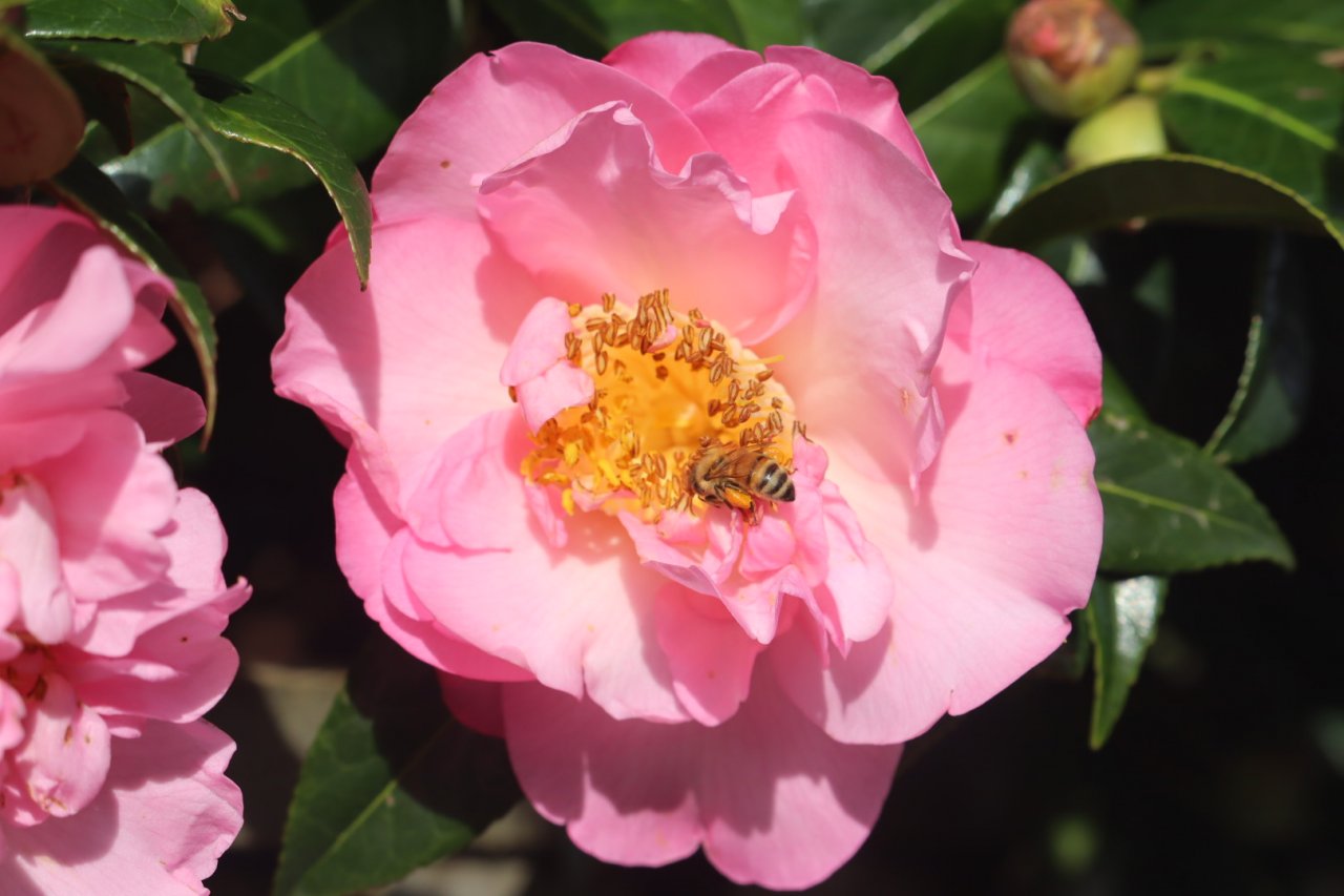 Camellia