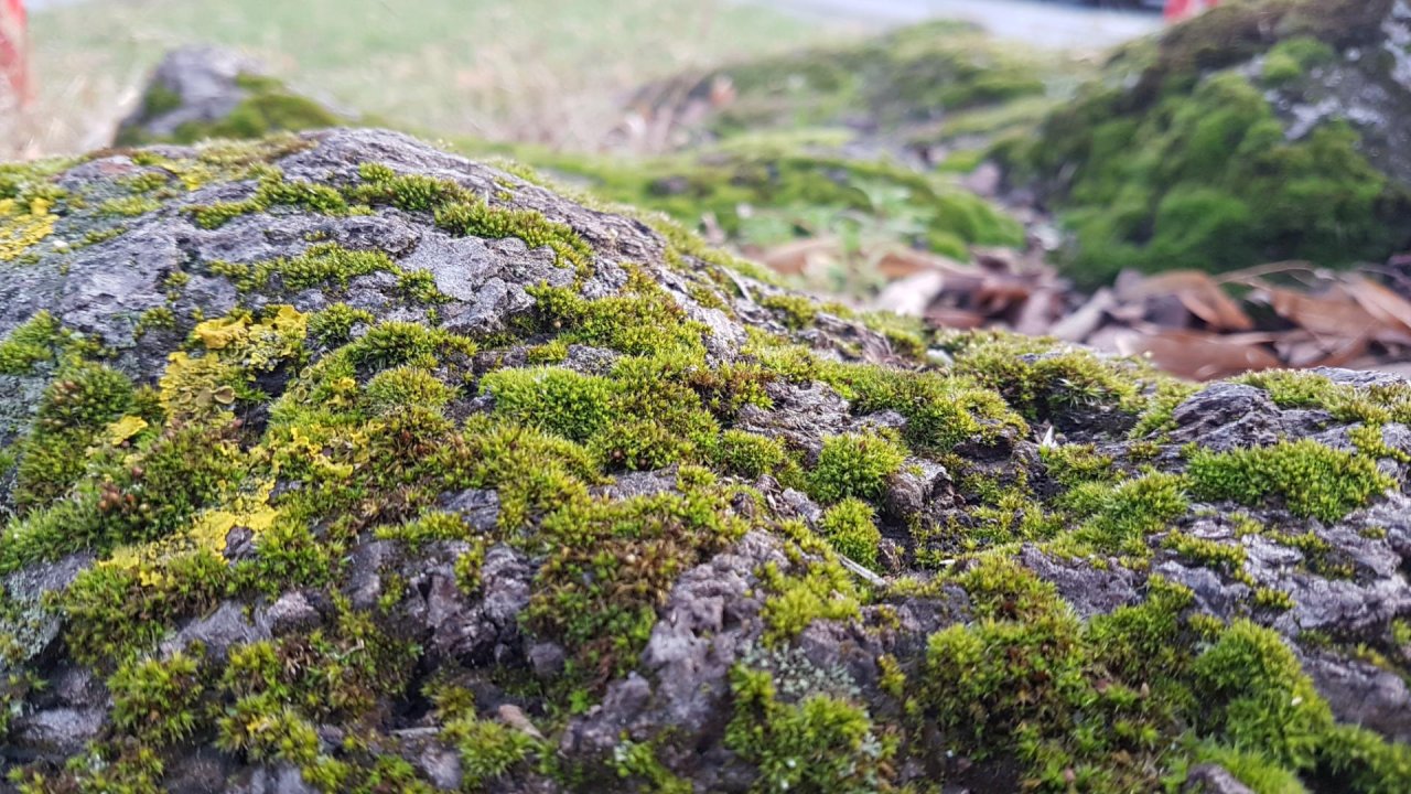 Plants in NatureSpots App spotted by Ka vonSeiten on 13.01.2021