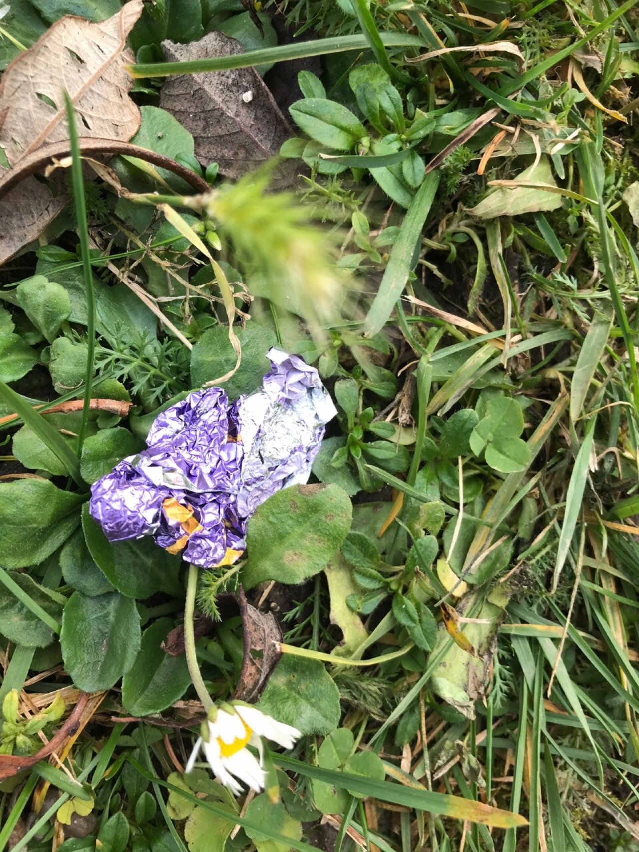 litter in DRECKSPOTZ | GLOBAL 2000 App spotted by Gabriele Kriz on 14.12.2020