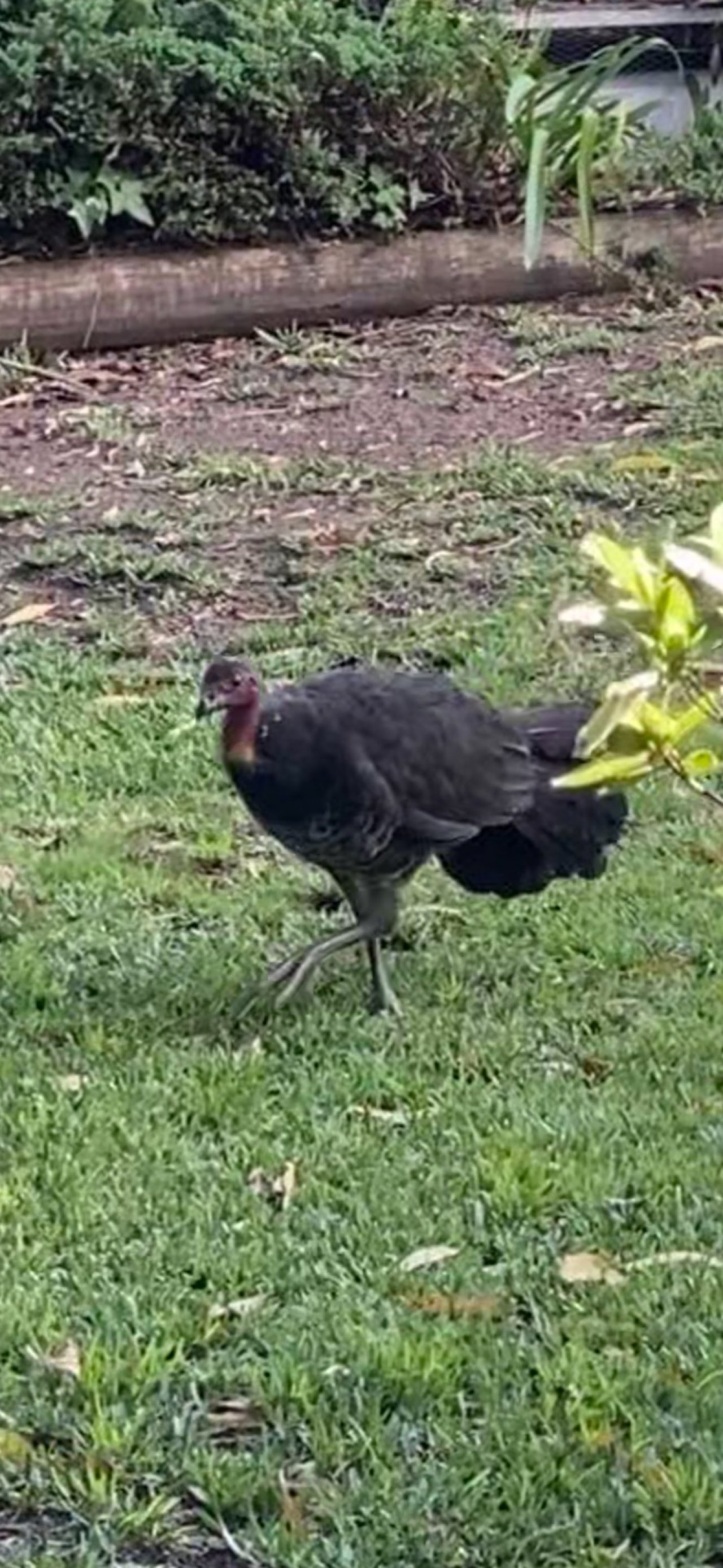 Brush-turkey in Big City Birds App spotted by rutinski on 23.12.2020