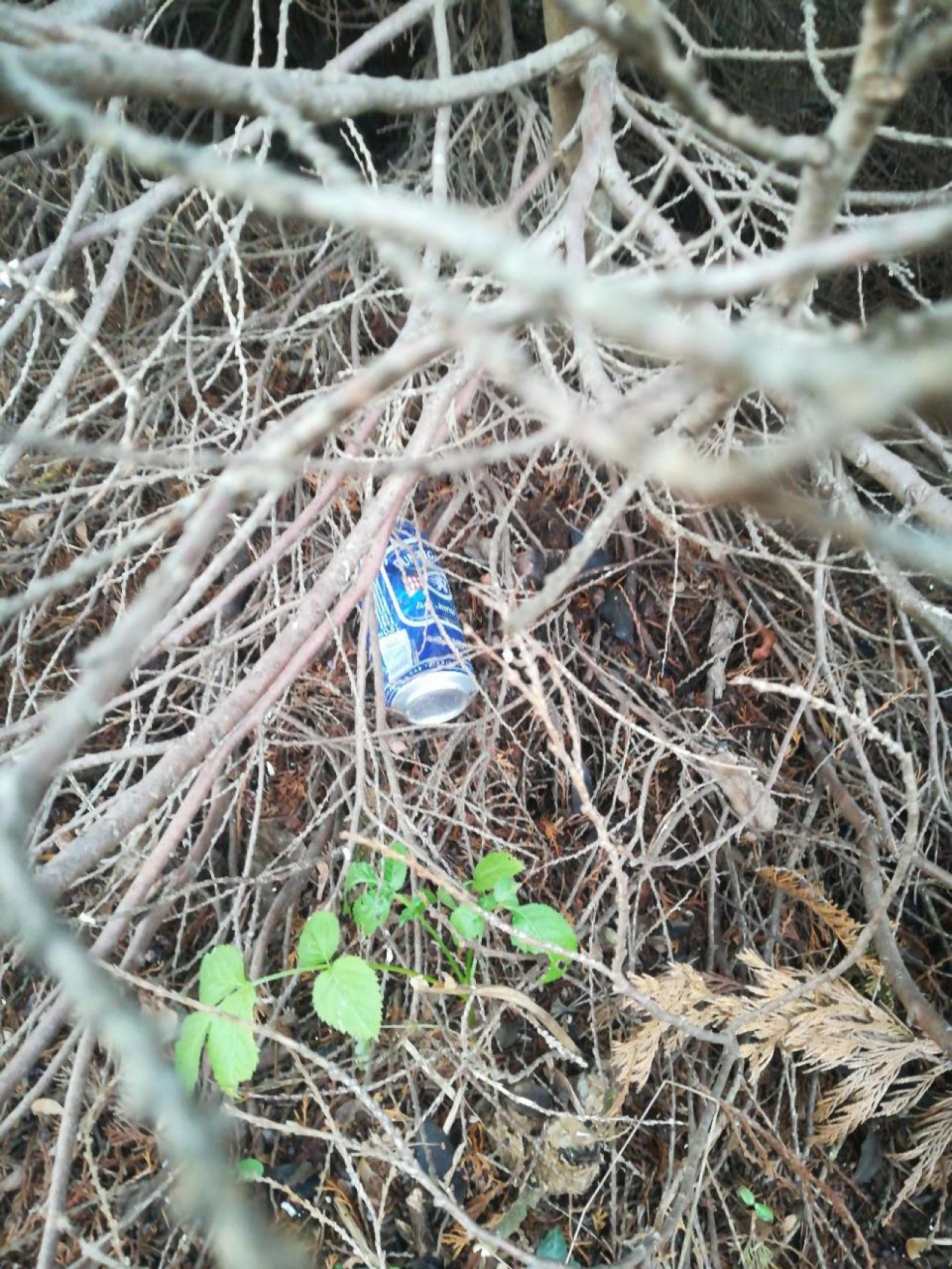 litter in DRECKSPOTZ | GLOBAL 2000 App spotted by Aramis2008 on 21.12.2020