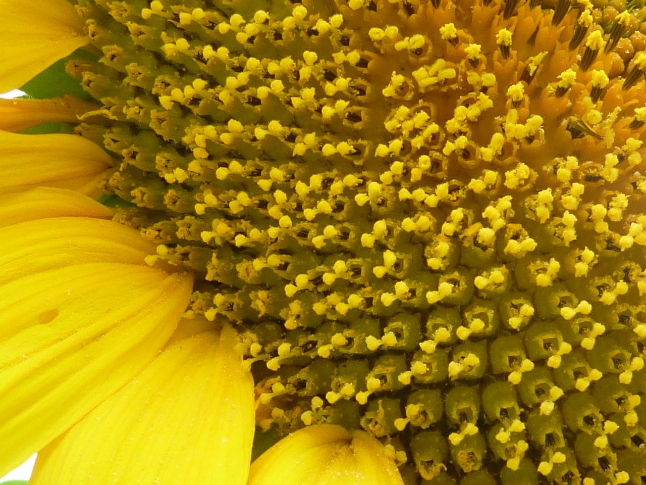 Sunflower