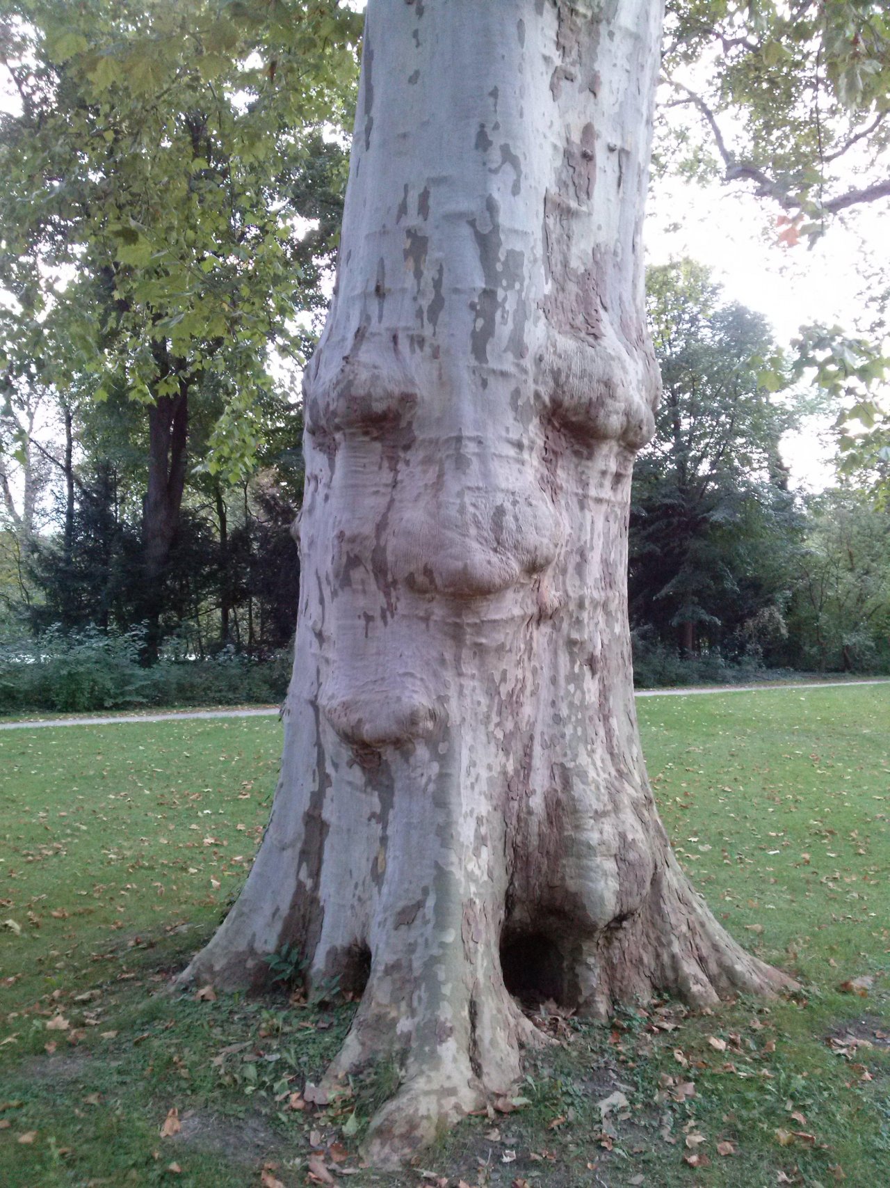 Plants in NatureSpots App spotted by Ka vonSeiten on 10.10.2020