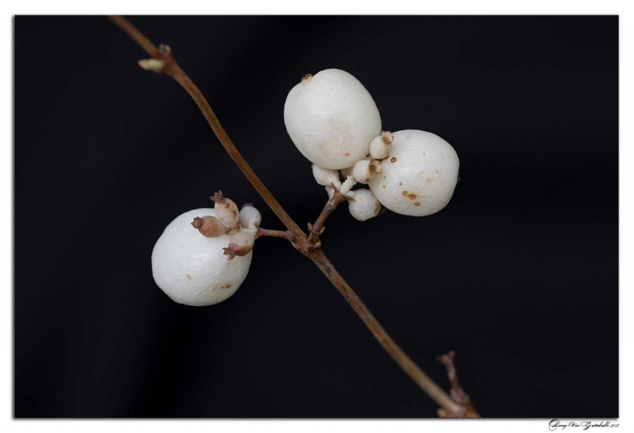 Plants in NatureSpots App spotted by Danny VG on 03.02.2021