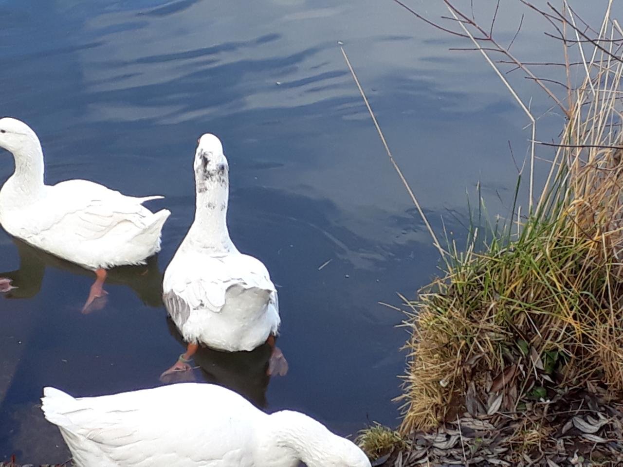 Graugans in Forschen im Almtal App spotted by SuperDuna on 26.12.2020