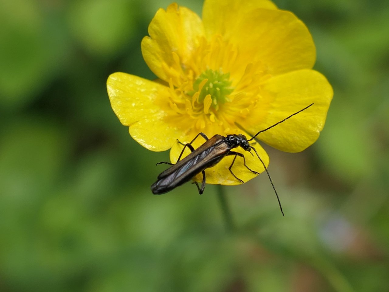 Animals in NatureSpots App spotted by Valerian Scherer on 01.06.2020