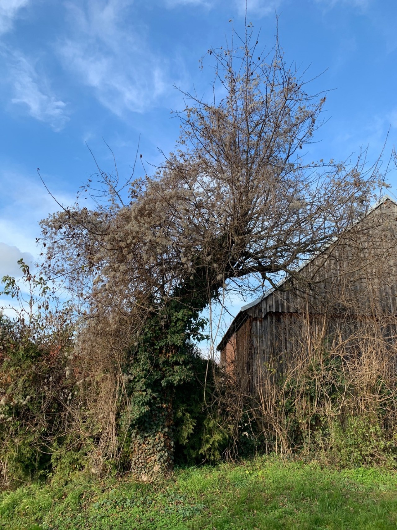 Zwetschkenbaum mit Efeu und Waldrebe hat keine Blätter. | Naturkalender App | 