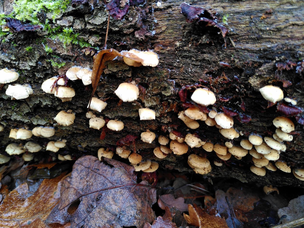 anderer Lamellenpilz (hell) in Pilzfinder App spotted by TheOSWR on 02.01.2021