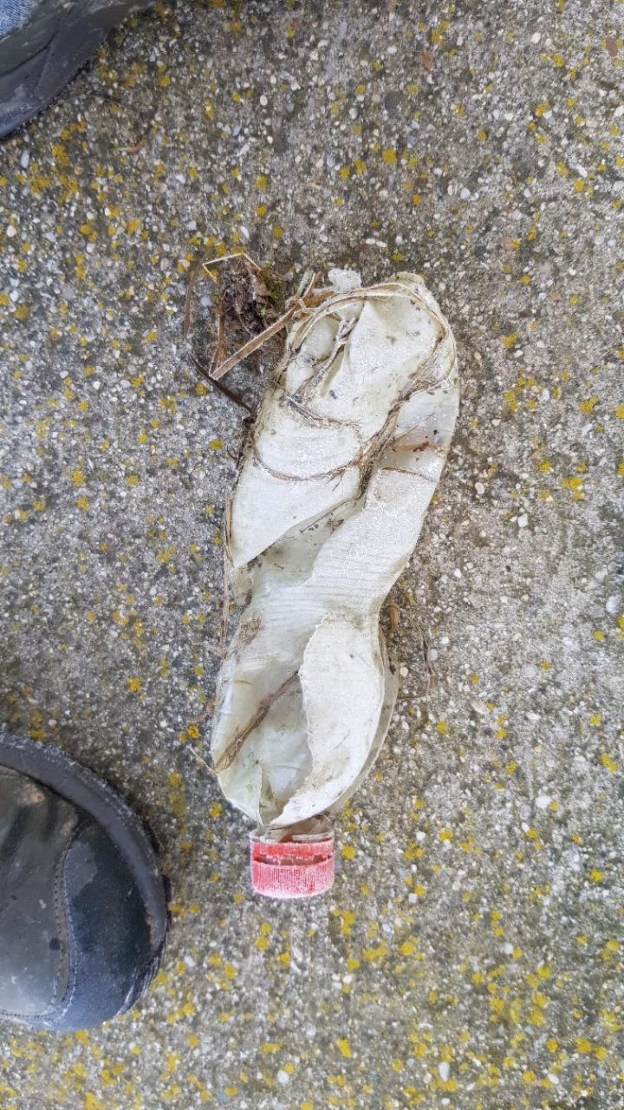 litter in DRECKSPOTZ | GLOBAL 2000 App spotted by Sommerphlox on 10.01.2021