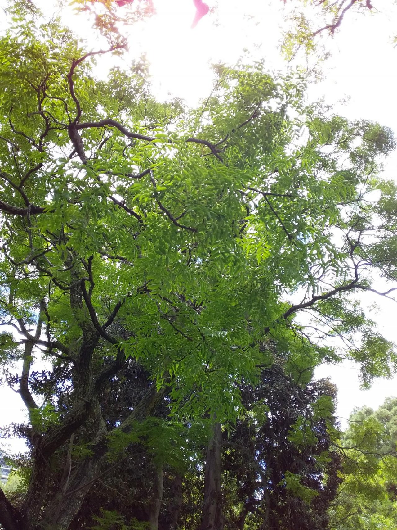 White Cedar / Cape Lilac in ClimateWatch App spotted by Glenn Pegrum on 08.03.2021