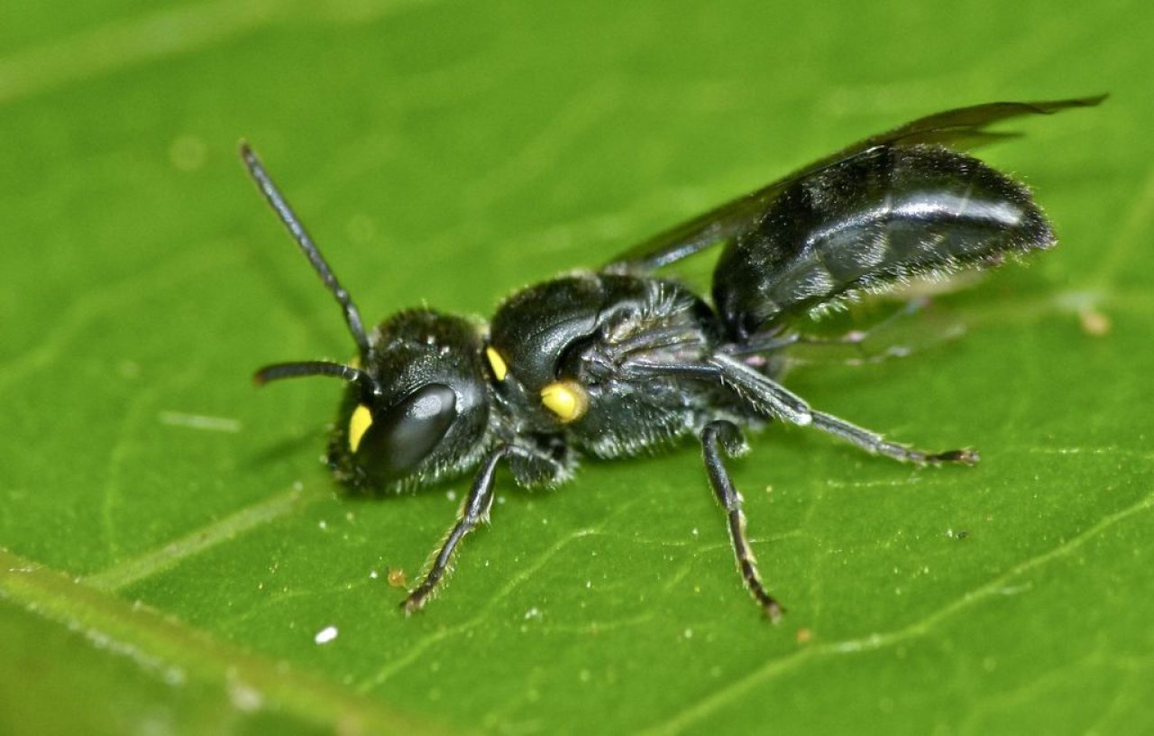 Hylaeus bee