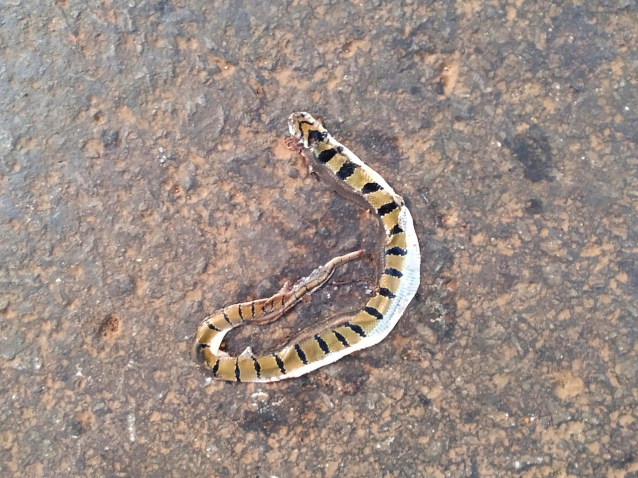 Schlange in Roadkill App spotted by Nikhil17 on 17.12.2020