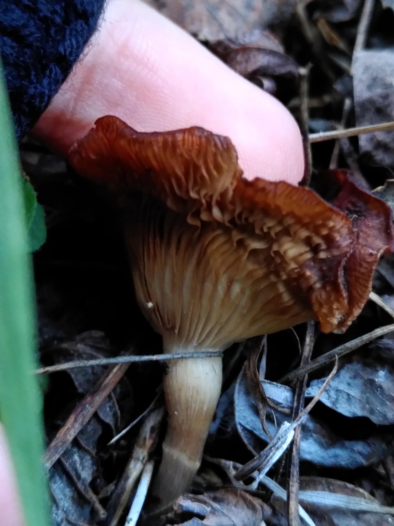 Helle Lamellen in Pilzfinder App spotted by TheOSWR on 03.01.2021