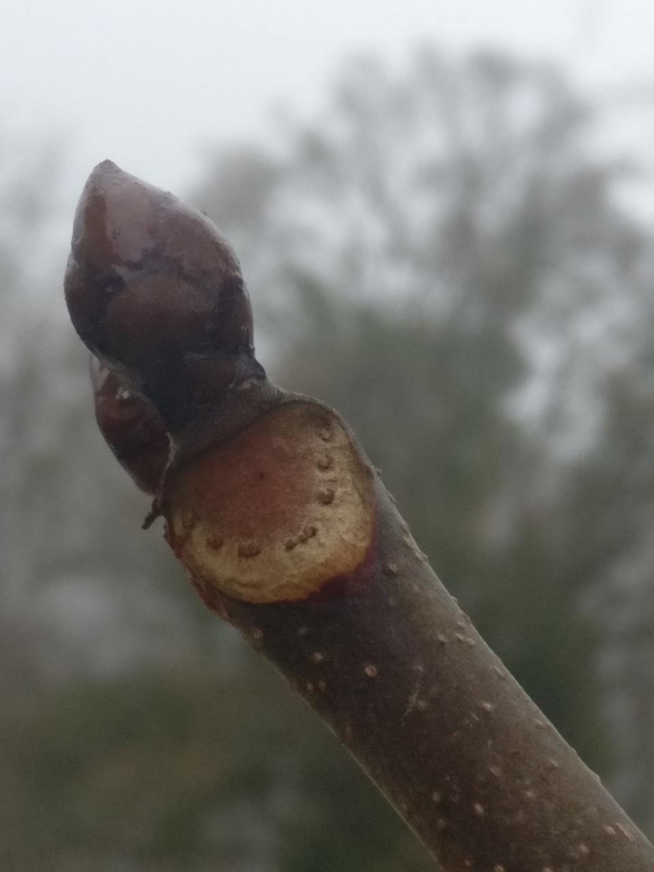 Rosskastanie in Naturkalender App spotted by Susi on 18.12.2020