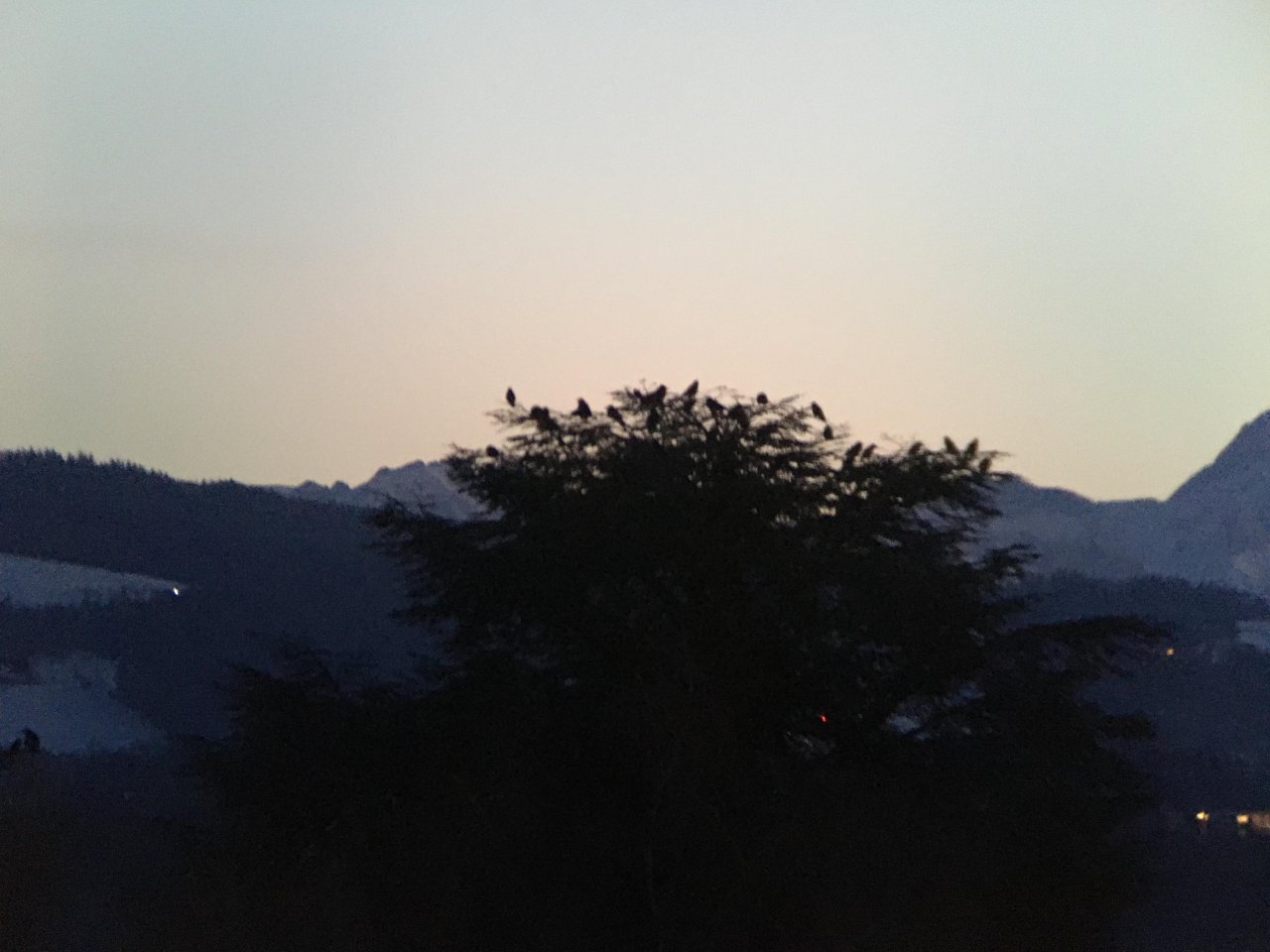 Carrion Crow in KraMobil App spotted by Andreas Ryser on 26.12.2020