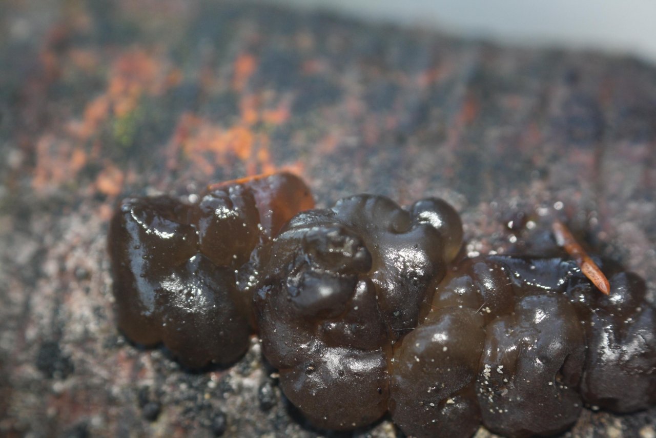 Andere Art in Pilzfinder App spotted by Treitner on 18.12.2020