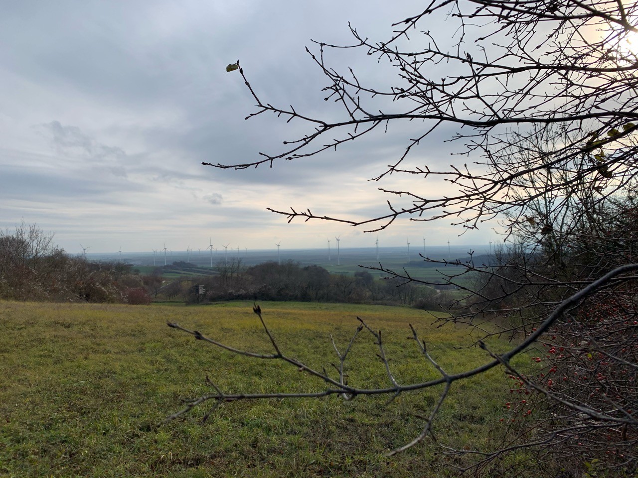 Feldulme über Dauergrünland im Dezember | Naturkalender App | 09.12.2020