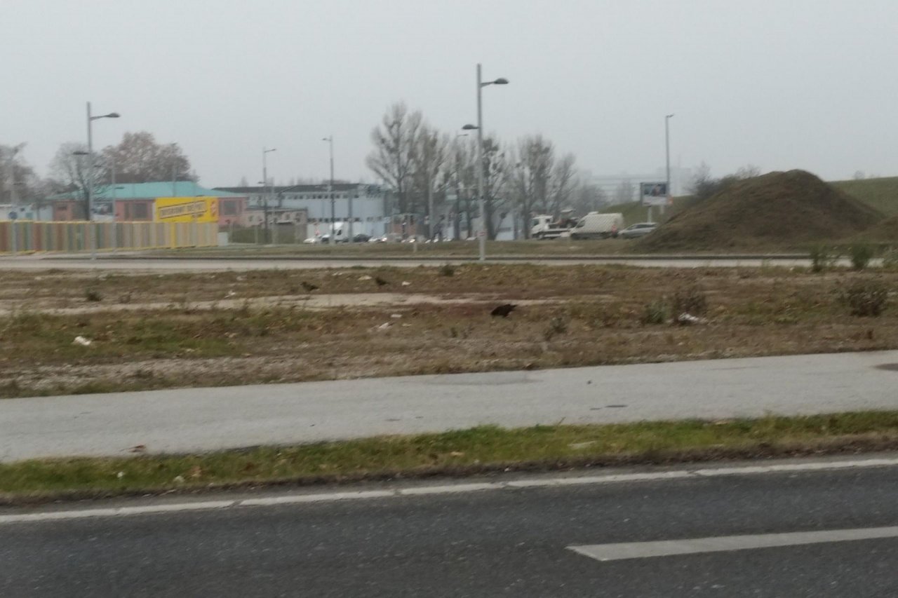 Rook in KraMobil App spotted by Patrick BA on 19.12.2020