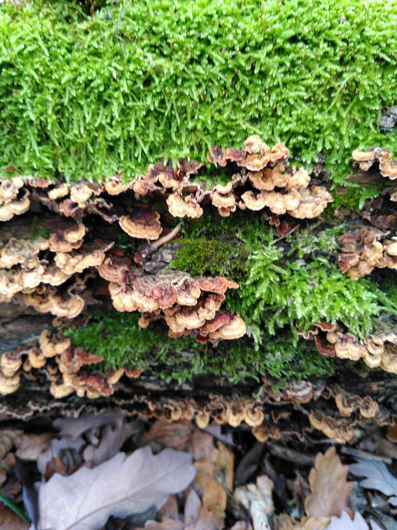 Zottiger Schichtpilz in Pilzfinder App spotted by TheOSWR on 13.12.2020