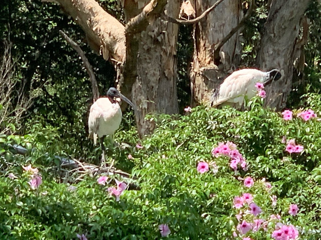 White Ibis in Big City Birds App spotted by John Martin on 01.02.2021
