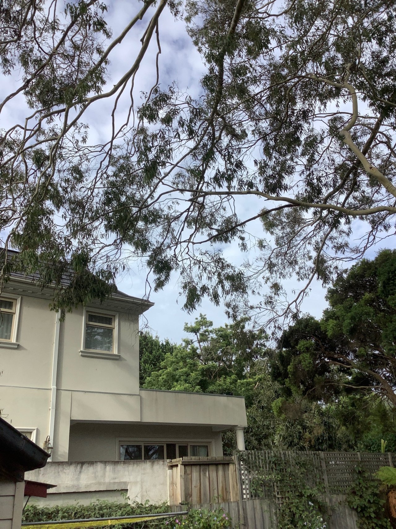 Other bird in ClimateWatch App spotted by Maureen Keogh on 23.02.2021