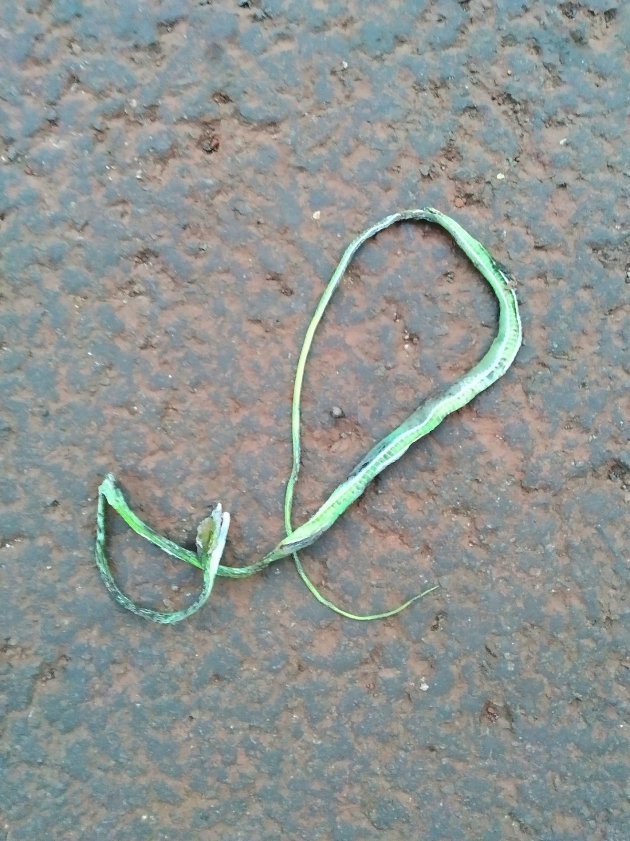 Roadkill of Green vine snake | Roadkill App | 09.12.2020